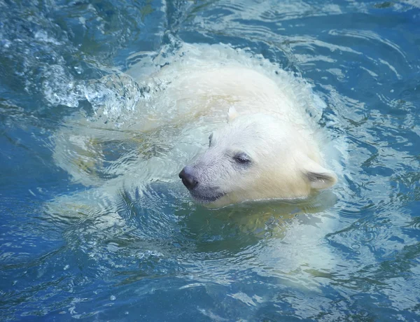 Little white polar bear swimming in the water Stock Image