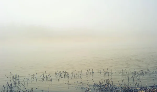Nevoeiro sobre pântano — Fotografia de Stock