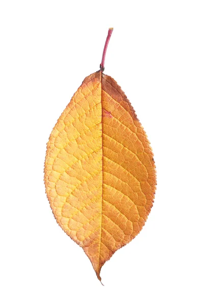 Autumn leaf — Stock Photo, Image