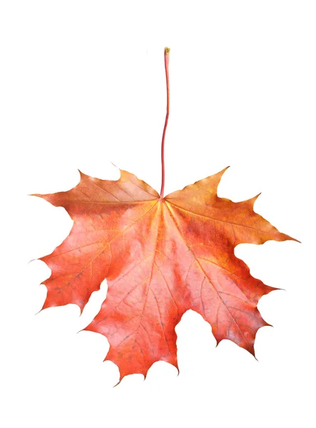 Single leaf — Stock Photo, Image