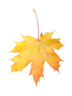 akçaağaç yaprağı