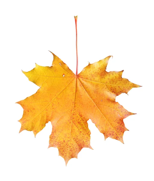 Maple leaf — Stock Photo, Image