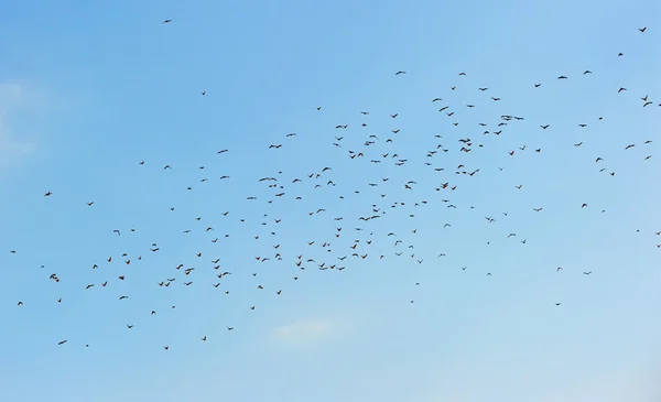 Gökyüzünde birçok kuş — Stok fotoğraf