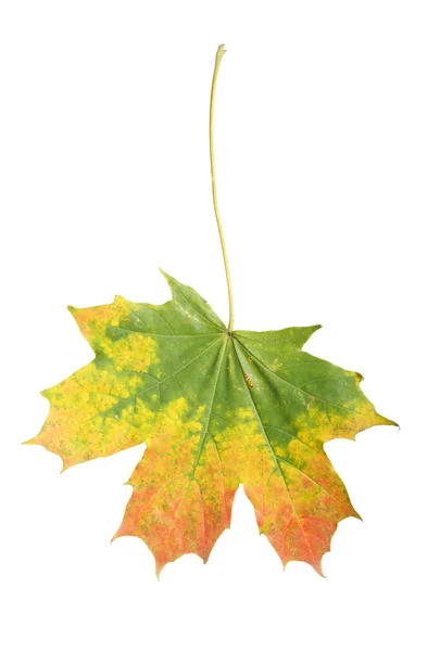 Maple leaf — Stock Photo, Image