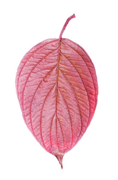 Autumn leaf isolated on white — Stock Photo, Image