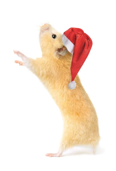 Kerstmis hamster — Stockfoto