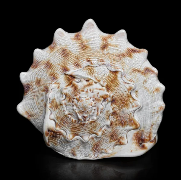 Coquille de mer sur fond noir — Photo