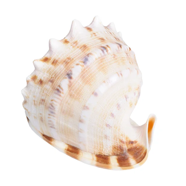 Seashell — Stock Photo, Image