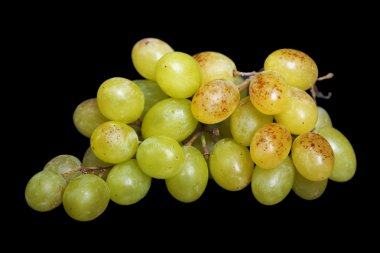 Yeşil üzüm
