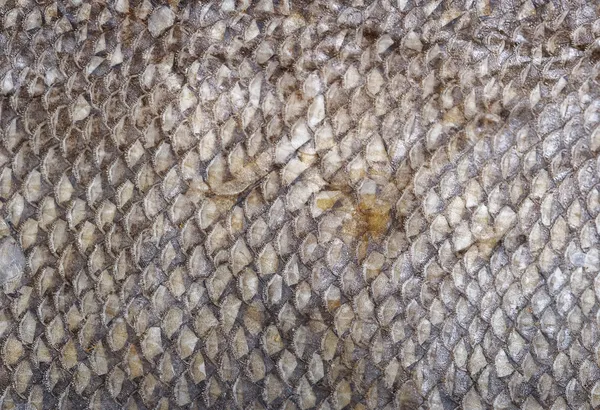 Fish scales texture — Stock Photo, Image