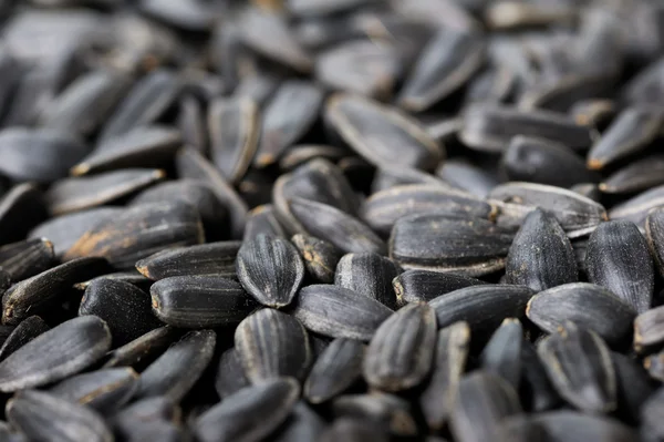 Sunflower seeds — Stock Photo, Image