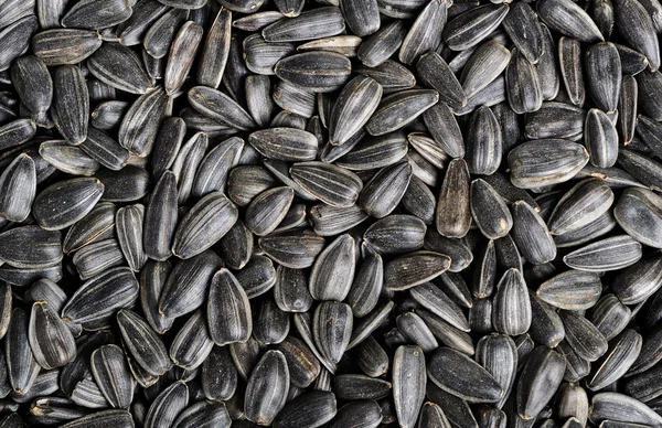 Textura de semillas de girasol —  Fotos de Stock