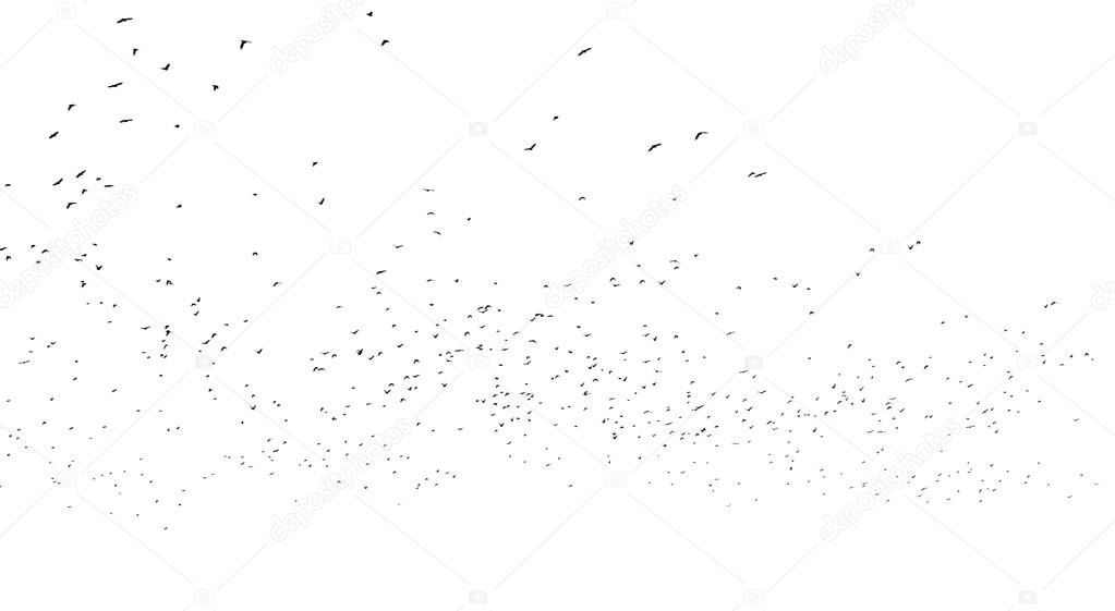 Many birds isolated on white