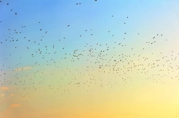 Muchas aves en el cielo al atardecer — Foto de Stock