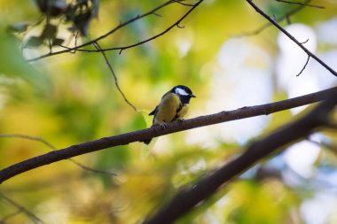 Renkli bir sonbaharda dalda Titmouse kuşu