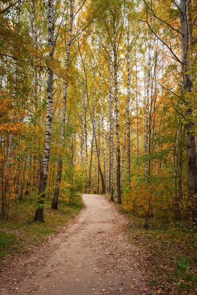 Birch Árvore Beco Parque Outono — Fotografia de Stock