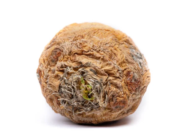Old Dry Spoiled Turnip Isolated White Background — Stock Photo, Image