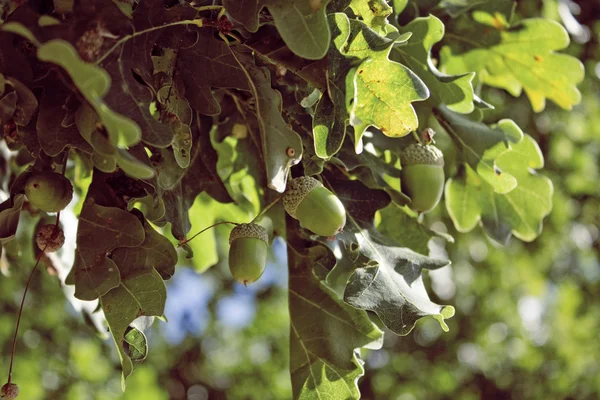 カシの葉およびドングリ — ストック写真