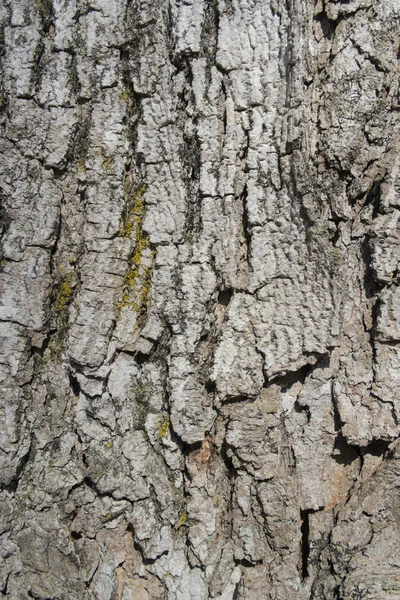 Vecchio sfondo corteccia di quercia — Foto Stock