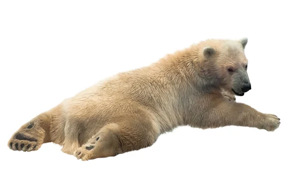 Polar bear cub — Stock Photo, Image