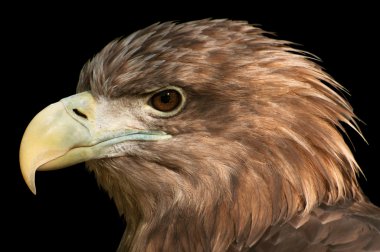 Kartal başını profili