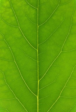 Green leaf macro clipart