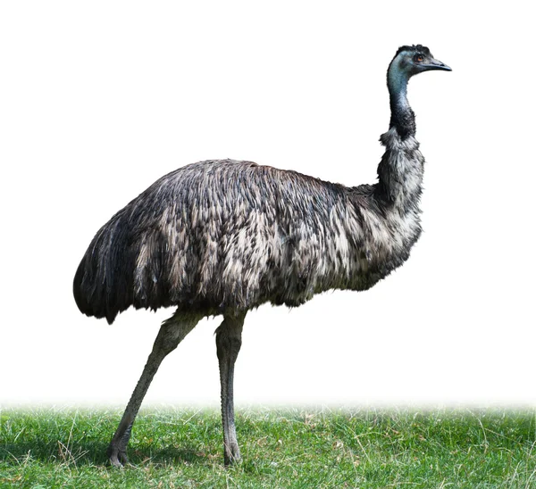 Australische emu struisvogel — Stockfoto
