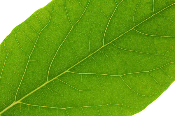 Avocado leaf close-up