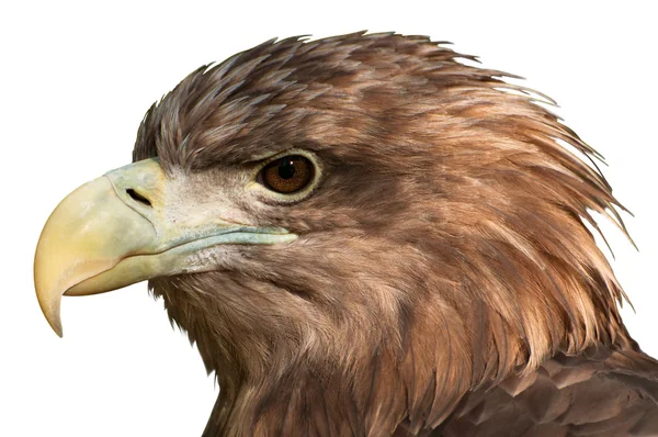 Cabeça de águia close-up — Fotografia de Stock
