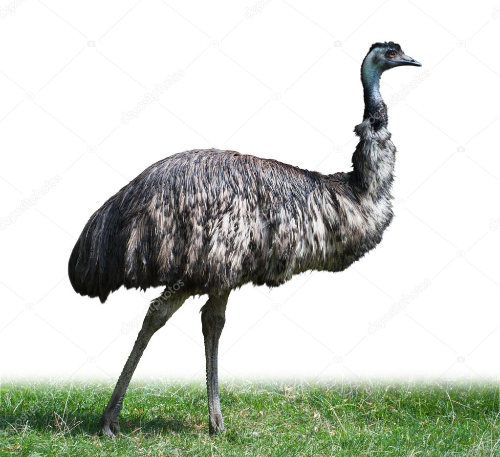 Australian Emu Ostrich Stock Photo by ©Sombra12 12745200