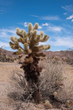 Cholla kaktüs