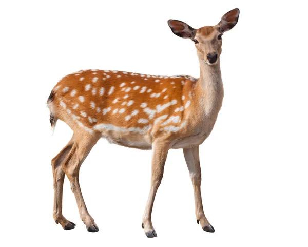 Fallow Deer — Stock Photo, Image