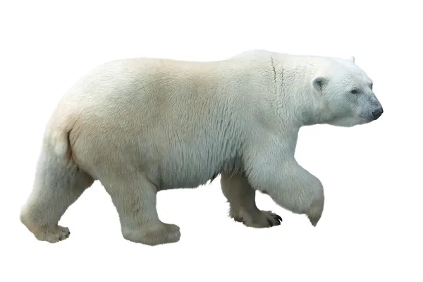 Eisbär — Stockfoto