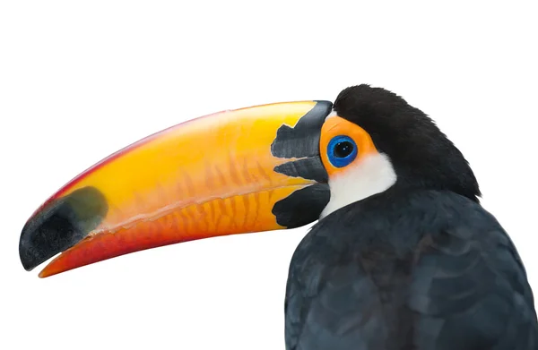 Toucan portrait — Stock Photo, Image