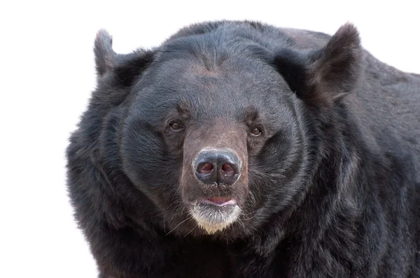 Asiático urso negro retrato — Fotografia de Stock