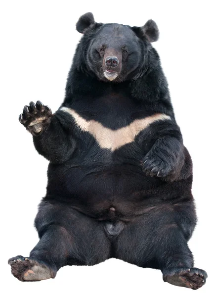 Asiatic black bear sitting — Stock Photo, Image