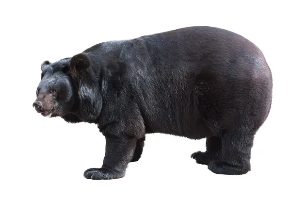 Asiatic black bear standing — Stock Photo, Image