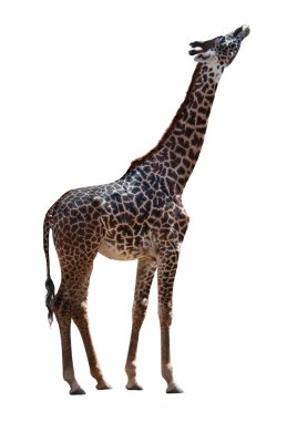 Asya siyah ayı ayakta