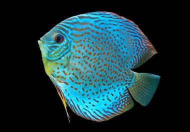 mavi benekli balık discus