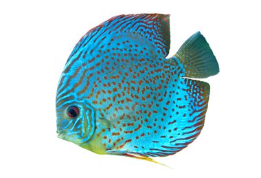mavi benekli balık discus