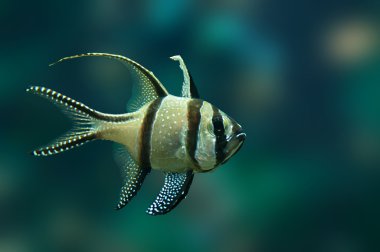tropikal balık banggai Kardinaller
