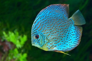 Blue spotted fish Discus in aquarium clipart