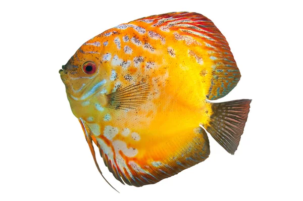 Beautiful South American fish Discus — Stock Photo, Image