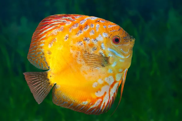 Beautiful South American fish Discus in aquarium — Stock Photo, Image