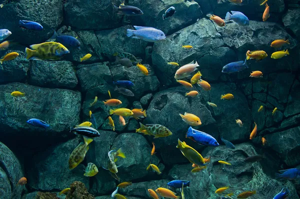 Background of African fishes — Stock Photo, Image