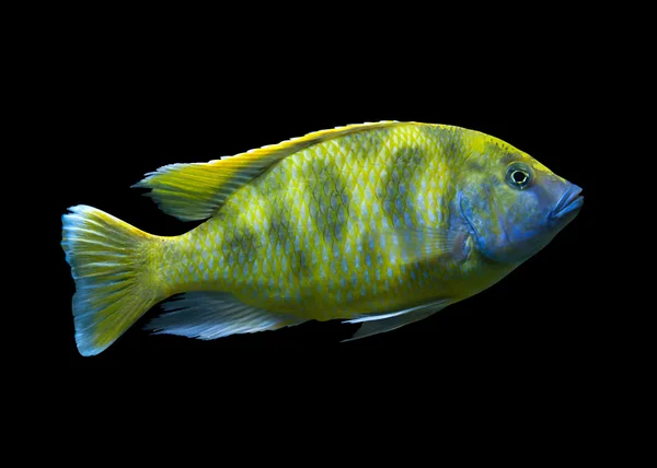 Wspaniały żółty ryb afrykańskich hap — Zdjęcie stockowe