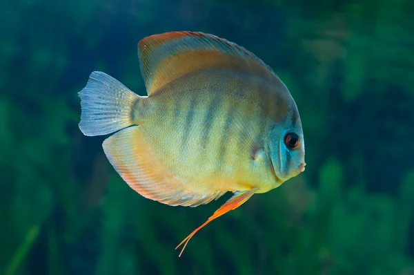 Striped Discus in aquarium — Stock Photo, Image