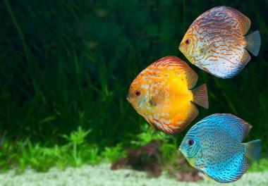 Üç parlak discus akvaryum