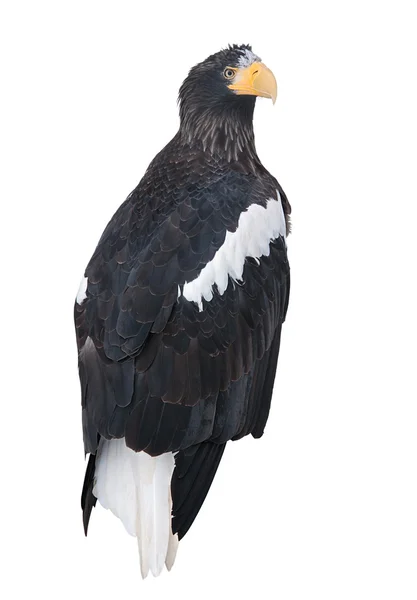 Vuxen Stellers Sea Eagle — Stockfoto