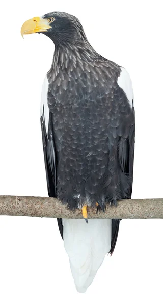 Steller's Sea Eagle — Stock Photo, Image